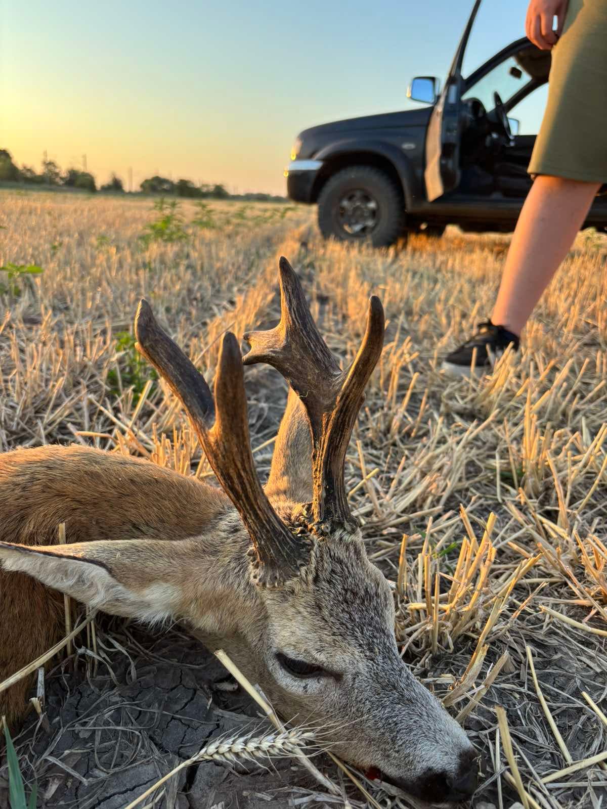 Roe deer