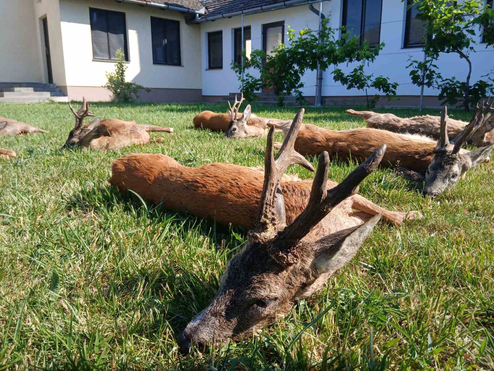 Roe deer