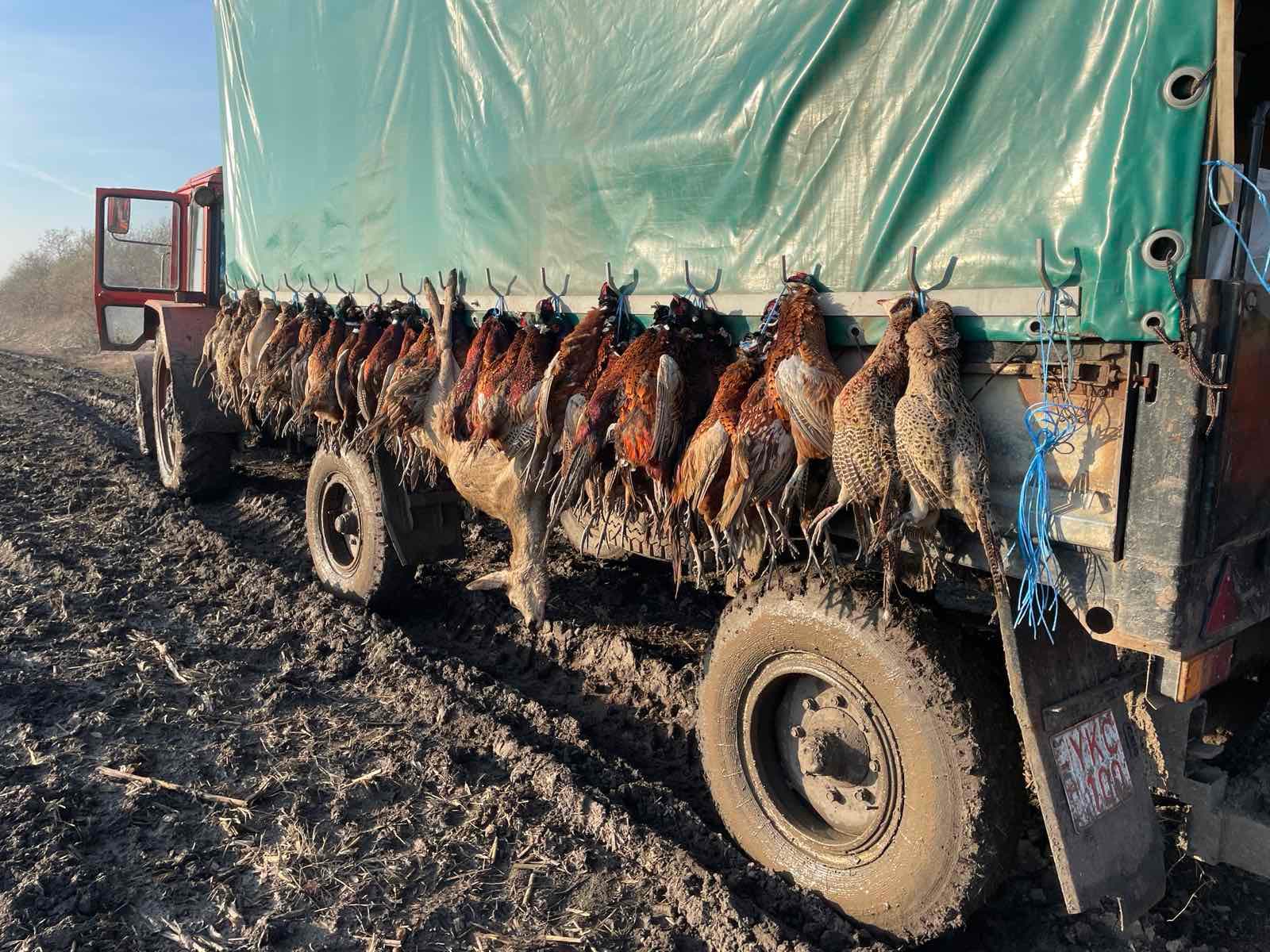 Pheasant hunting