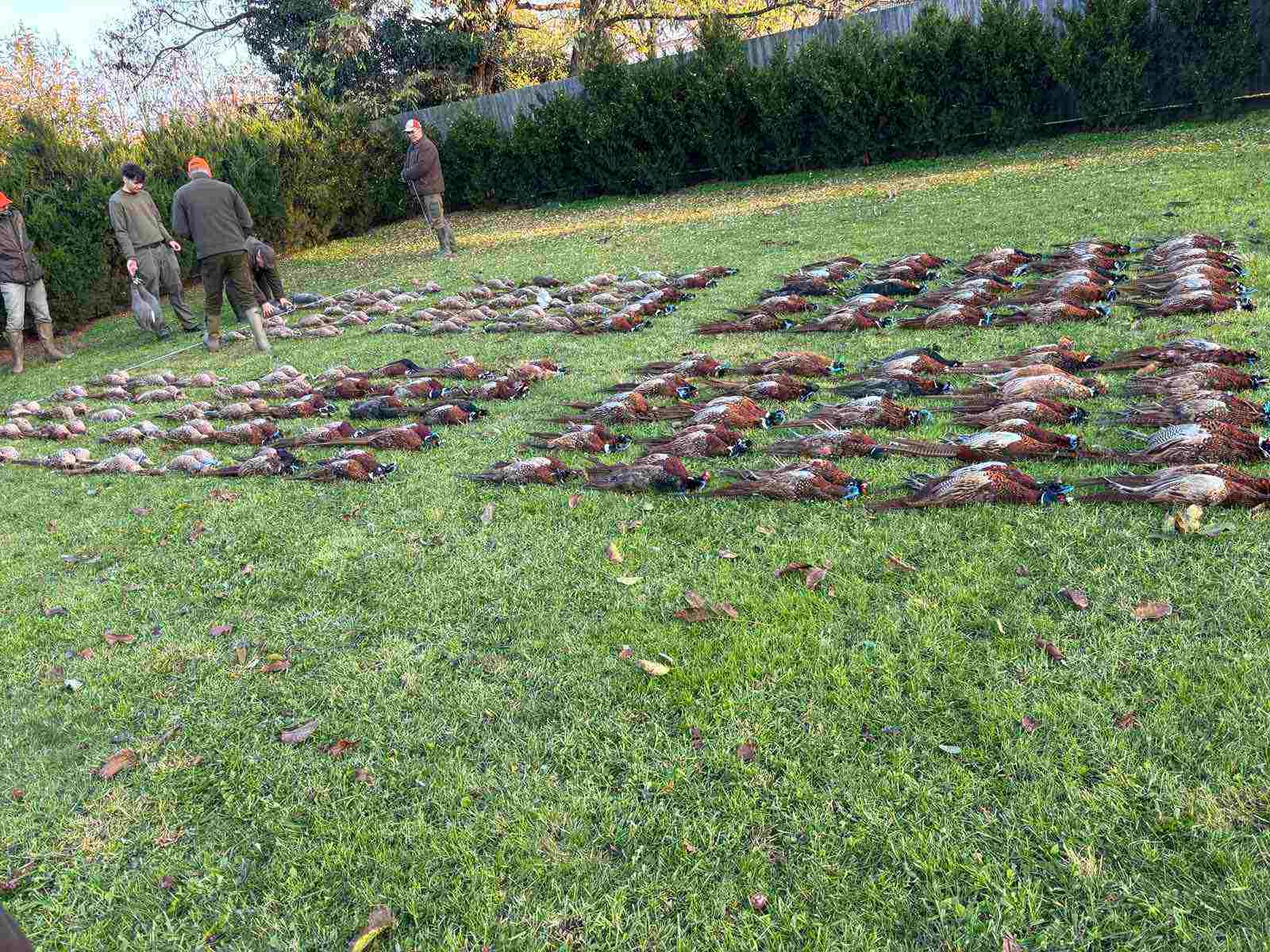 Pheasant hunting 