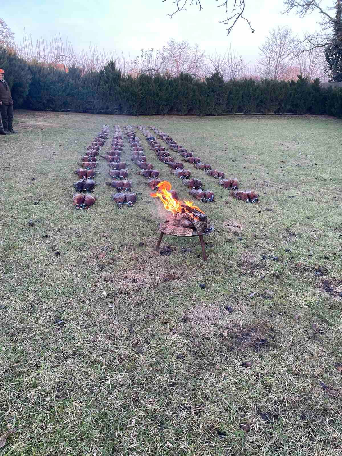 Pheasant hunting 