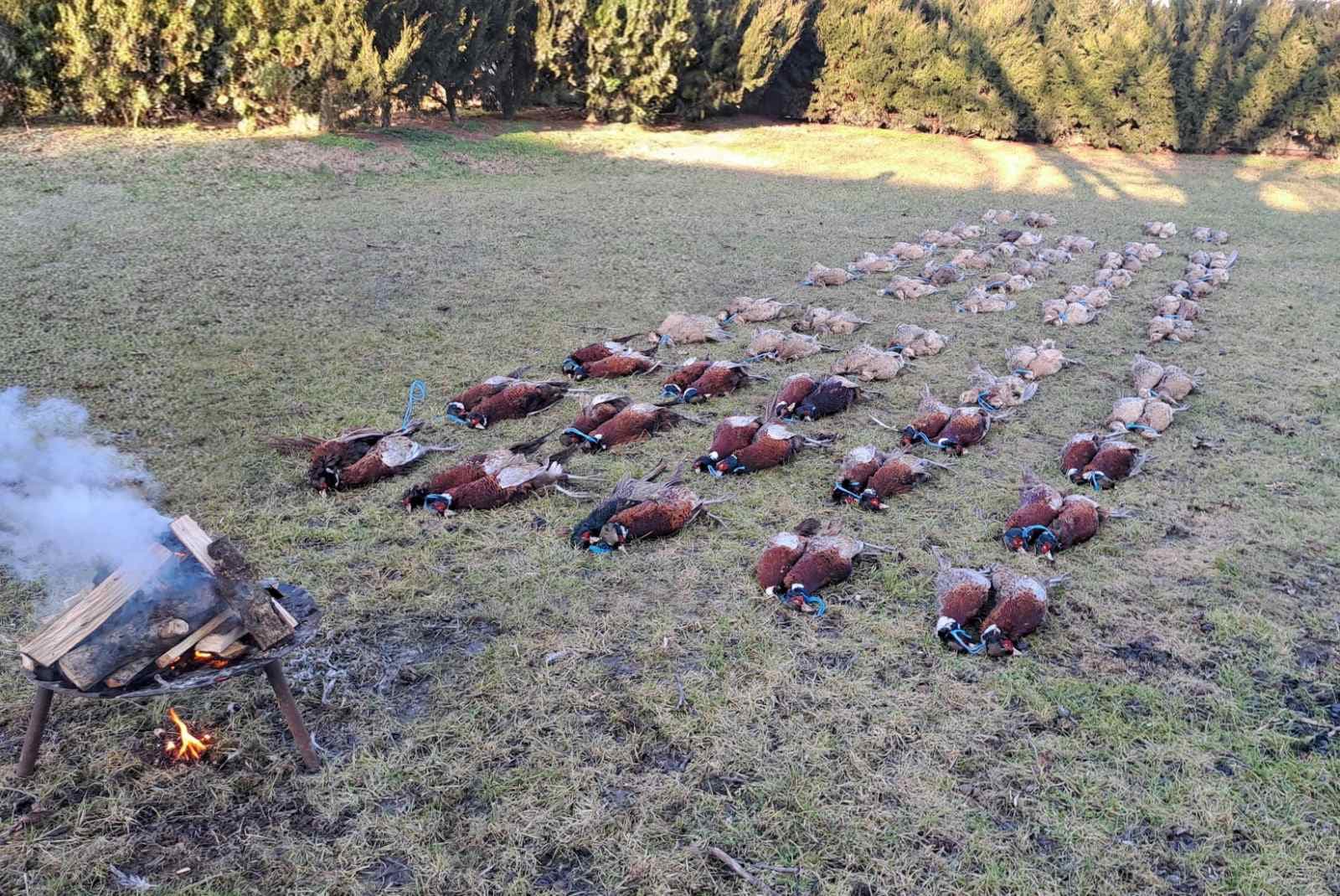 Pheasant hunting 