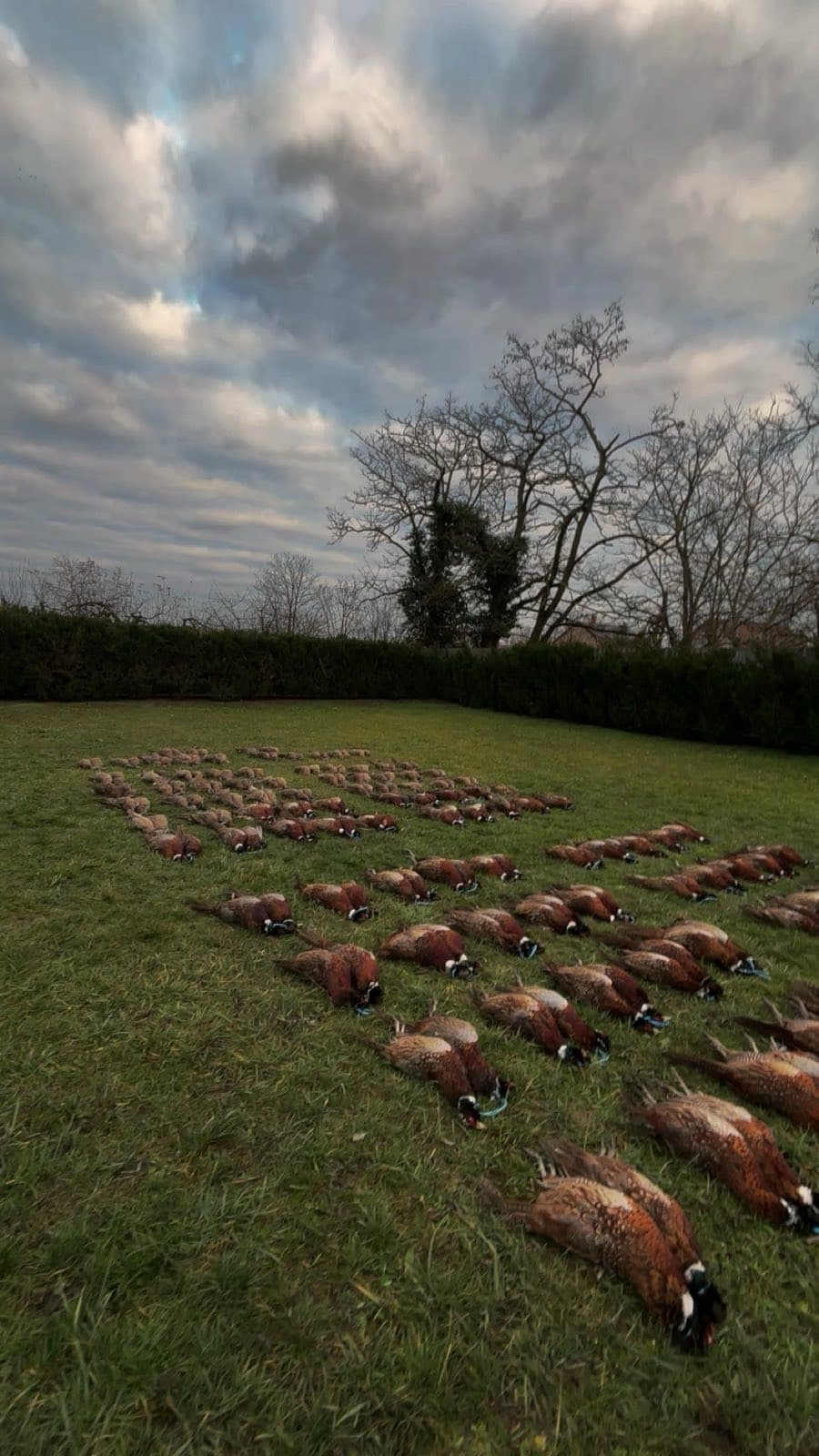 Pheasant hunting