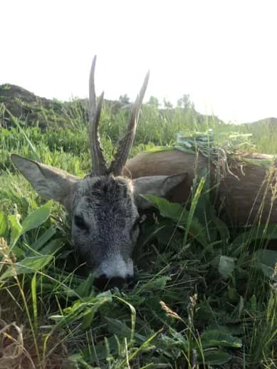 Roe deer